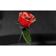 With instruction - Laser cut acrylic pattern Rose flower pattern A-120 With instruction - Laser cut acrylic pattern Rose flower pattern A-120