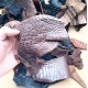 Crocodile skin scraps 0.5kg