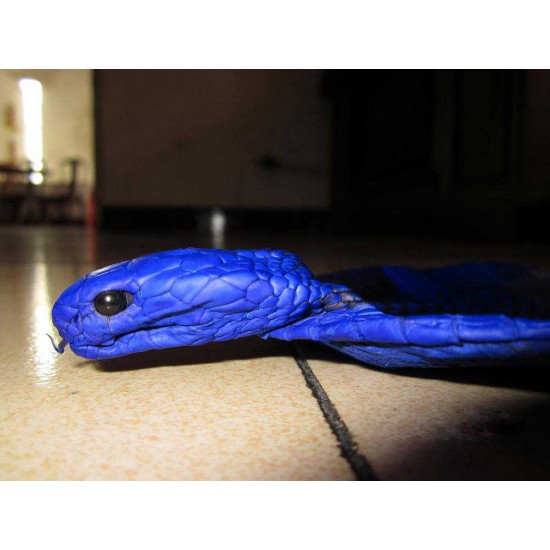 Natural genuine head cobra snake skin leather Pelt 14cm x 140cm (5.5" x 55")