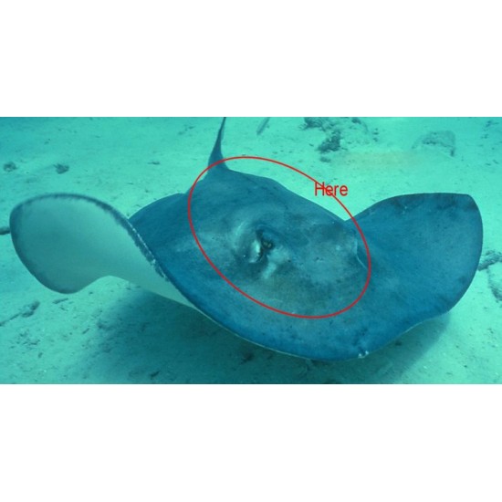 Genuine Stingray Skin Leather Hide 8" x 18.5"(20cm x 47cm) Genuine Stingray Skin Leather Hide 8" x 18.5"(20cm x 47cm)