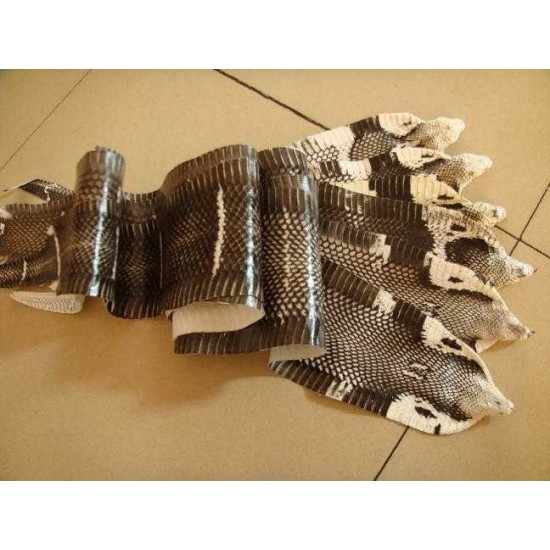 Natural genuine head cobra snake skin leather Pelt width Width 9~19CM ( 3.5"~7.5" )