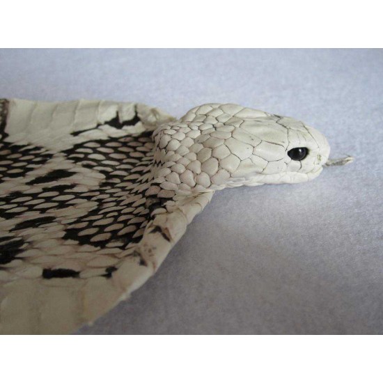 Natural genuine head cobra snake skin leather Pelt width Width 9~19CM ( 3.5"~7.5" )