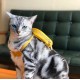 Catkeeper dogkeeper favourite pet backpack pattern PDF instant download SLG-105 Catkeeper dogkeeper favourite pet backpack pattern PDF instant download SLG-105