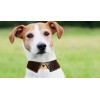 With 40 pictures detailed instruction Dog collar cat collar pattern pdf download SLG-117