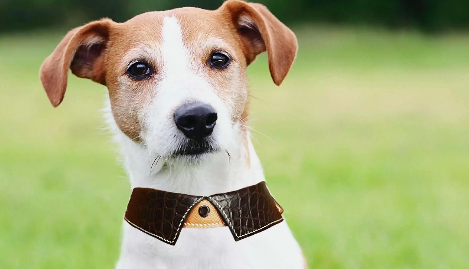 A4 size paper Size 5 Dog Harness Sewing Pattern PDF e pattern Instant Download