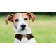 With 40 pictures detailed instruction Dog collar cat collar pattern pdf download SLG-117 With 40 pictures detailed instruction Dog collar cat collar pattern pdf download SLG-117