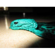 Natural genuine head cobra snake skin leather Pelt 14cm x 140cm (5.5" x 55")